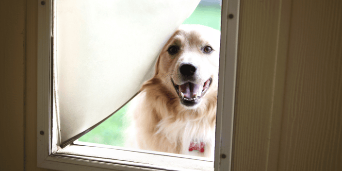 Is Now FINALLY the Time for a Doggy Door?